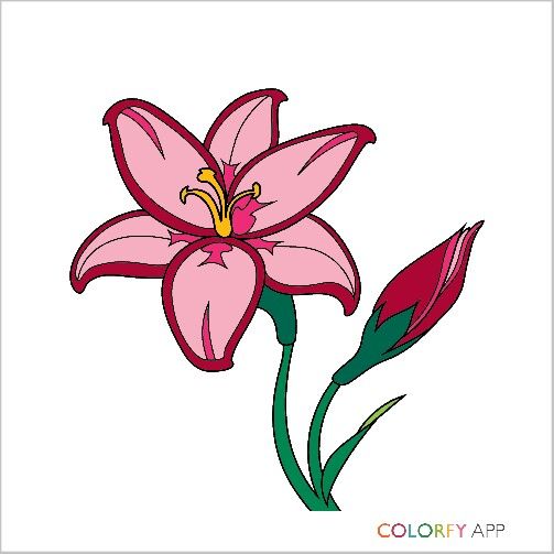 Pink Lily coloring #1, Download drawings