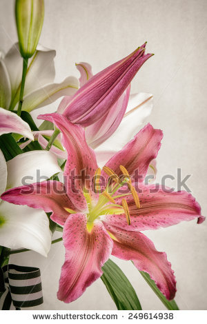 Pink Lily coloring #3, Download drawings