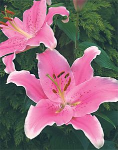 Pink Lily coloring #7, Download drawings