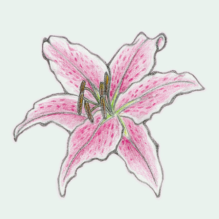 Pink Lily coloring #10, Download drawings