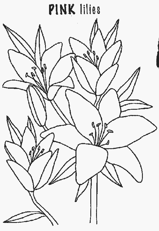 Pink Lily coloring #19, Download drawings