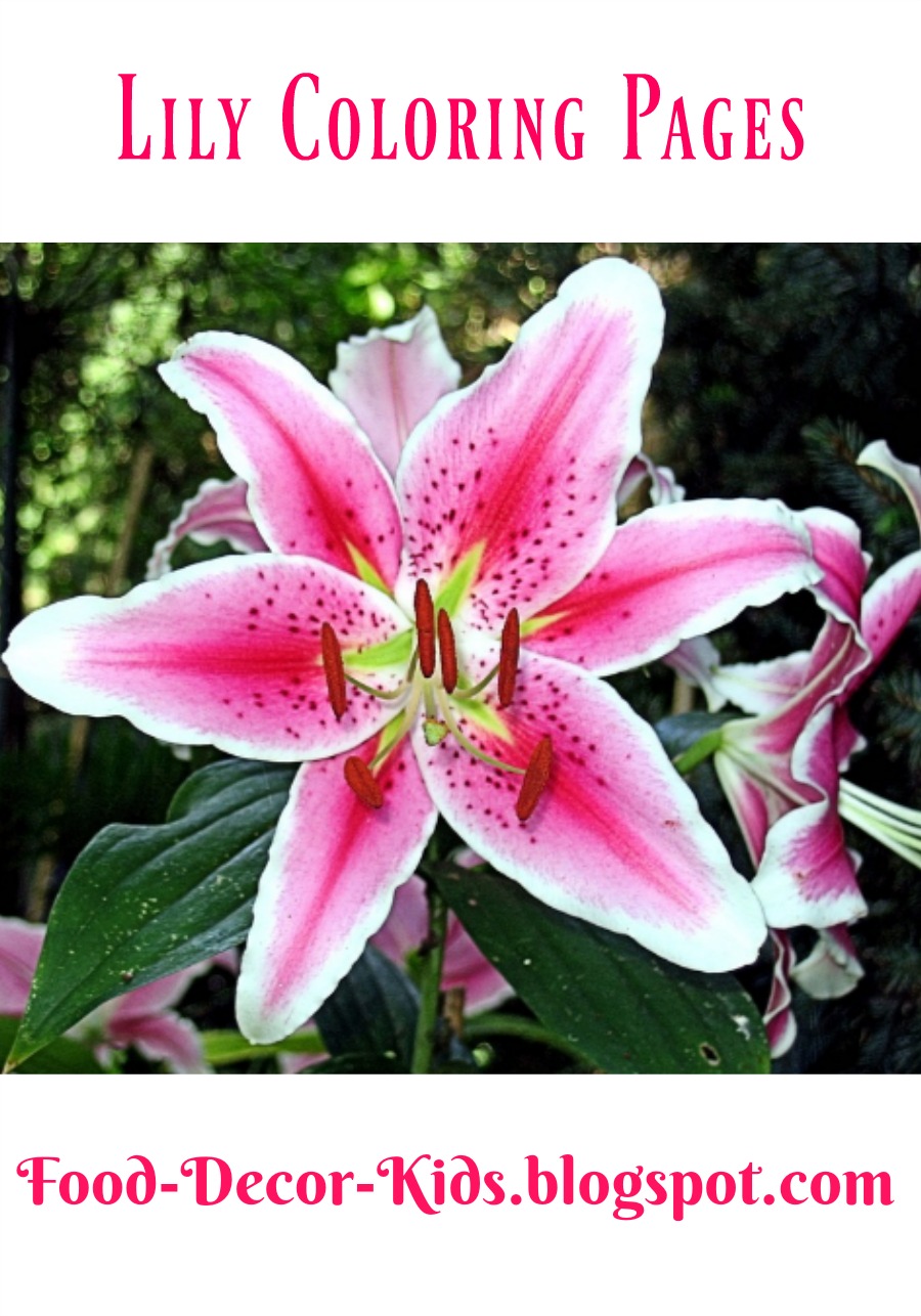Pink Lily coloring #9, Download drawings