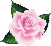 Pink Rose clipart #1, Download drawings