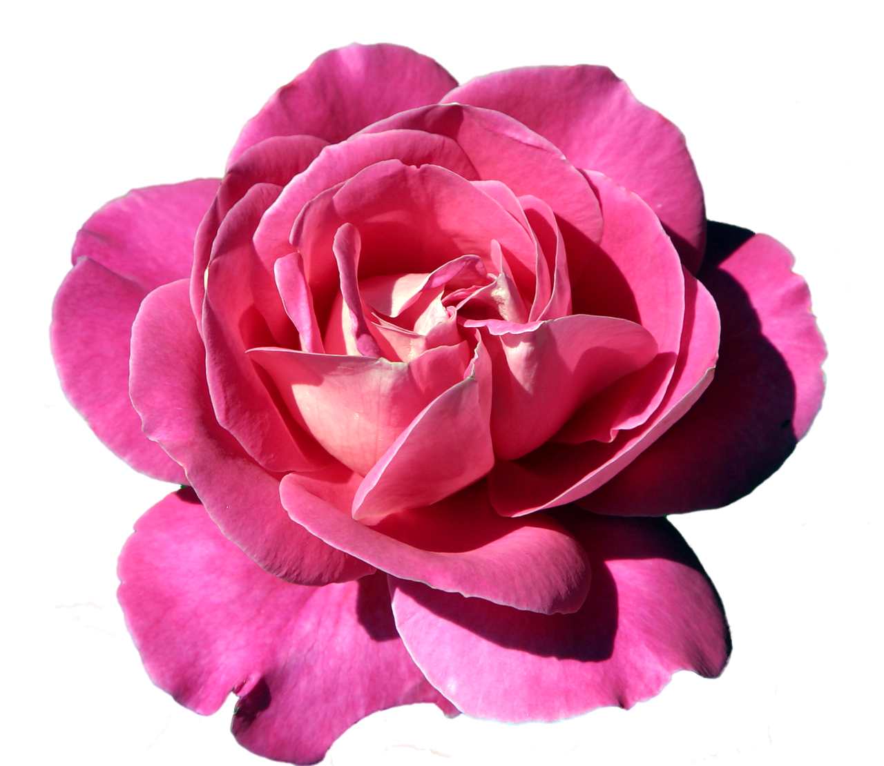 Pink Rose clipart #4, Download drawings