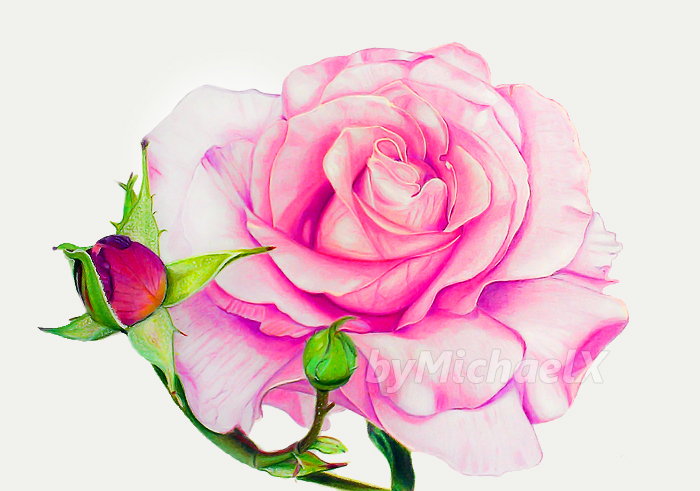 Pink Rose coloring #6, Download drawings