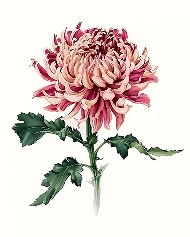 Pink Rose coloring #5, Download drawings