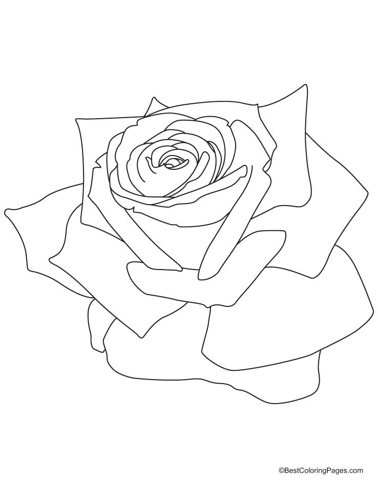 Pink Rose coloring #20, Download drawings