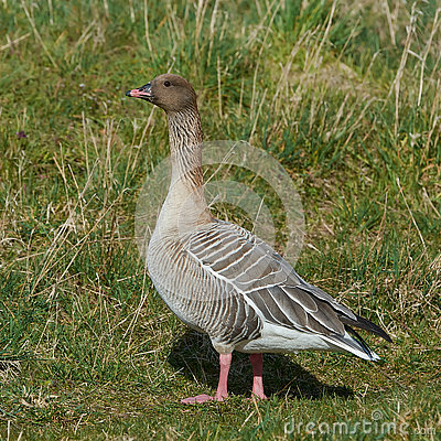 Pink-footed Goose clipart #8, Download drawings