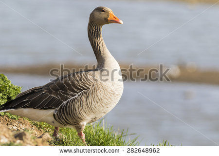 Pink-footed Goose clipart #12, Download drawings