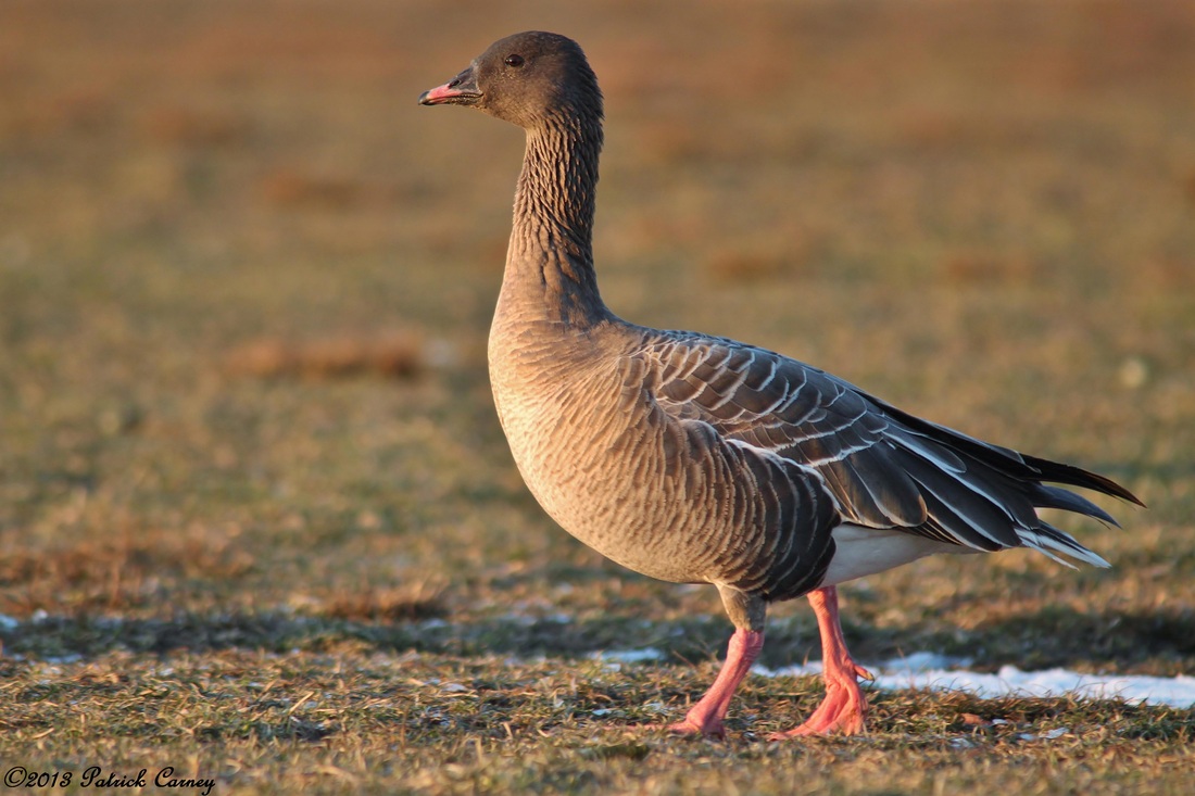 Pink-footed Goose coloring #8, Download drawings