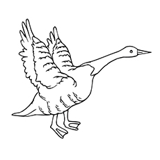 Snow Goose coloring #12, Download drawings