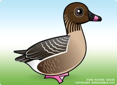 Pink-footed Goose svg #17, Download drawings