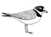 Piping Plover clipart #18, Download drawings