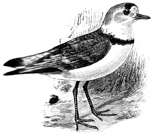Piping Plover clipart #10, Download drawings