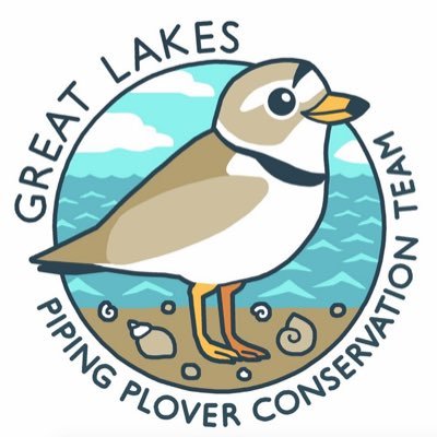 Piping Plover clipart #16, Download drawings