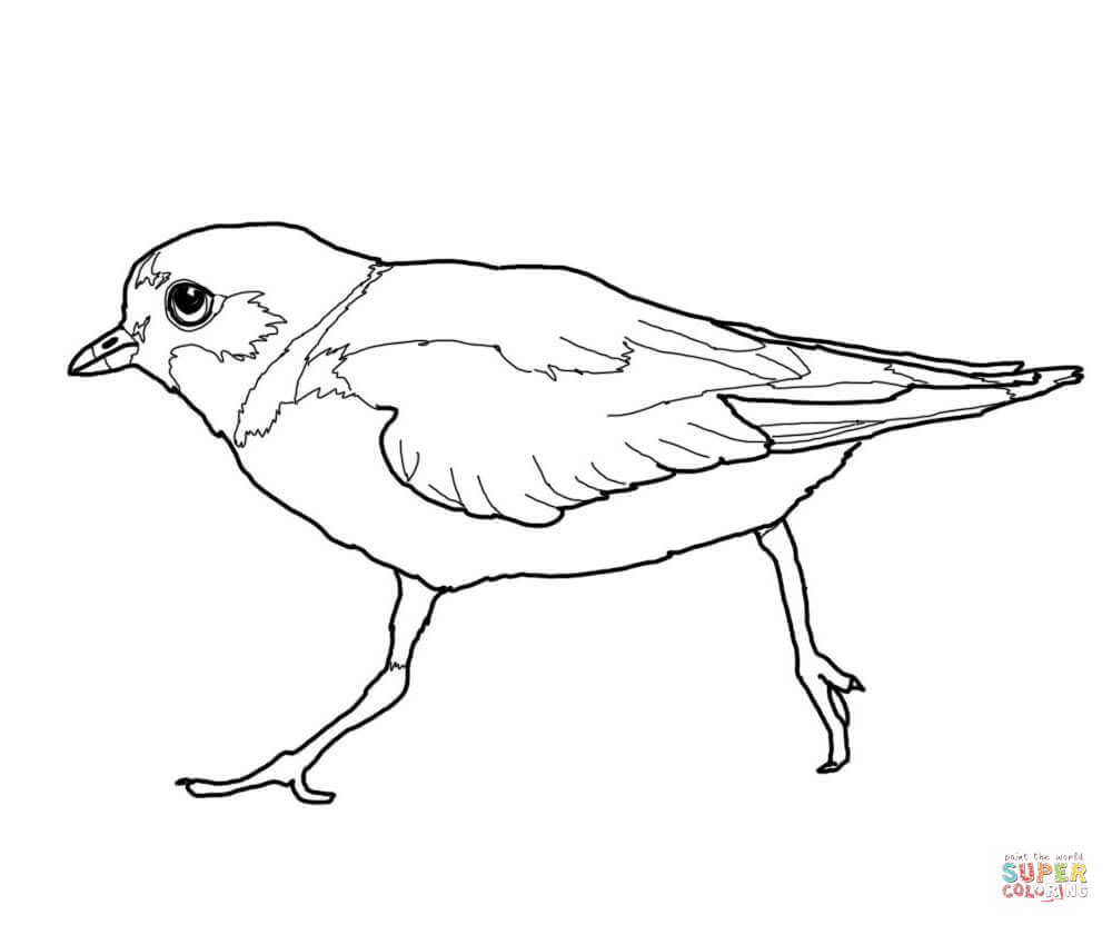 Piping Plover coloring #16, Download drawings