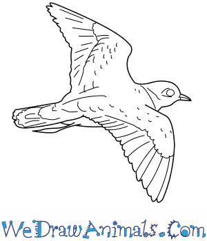 Piping Plover coloring #15, Download drawings