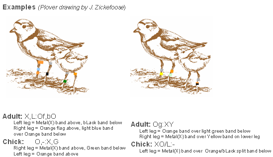 Piping Plover coloring #9, Download drawings