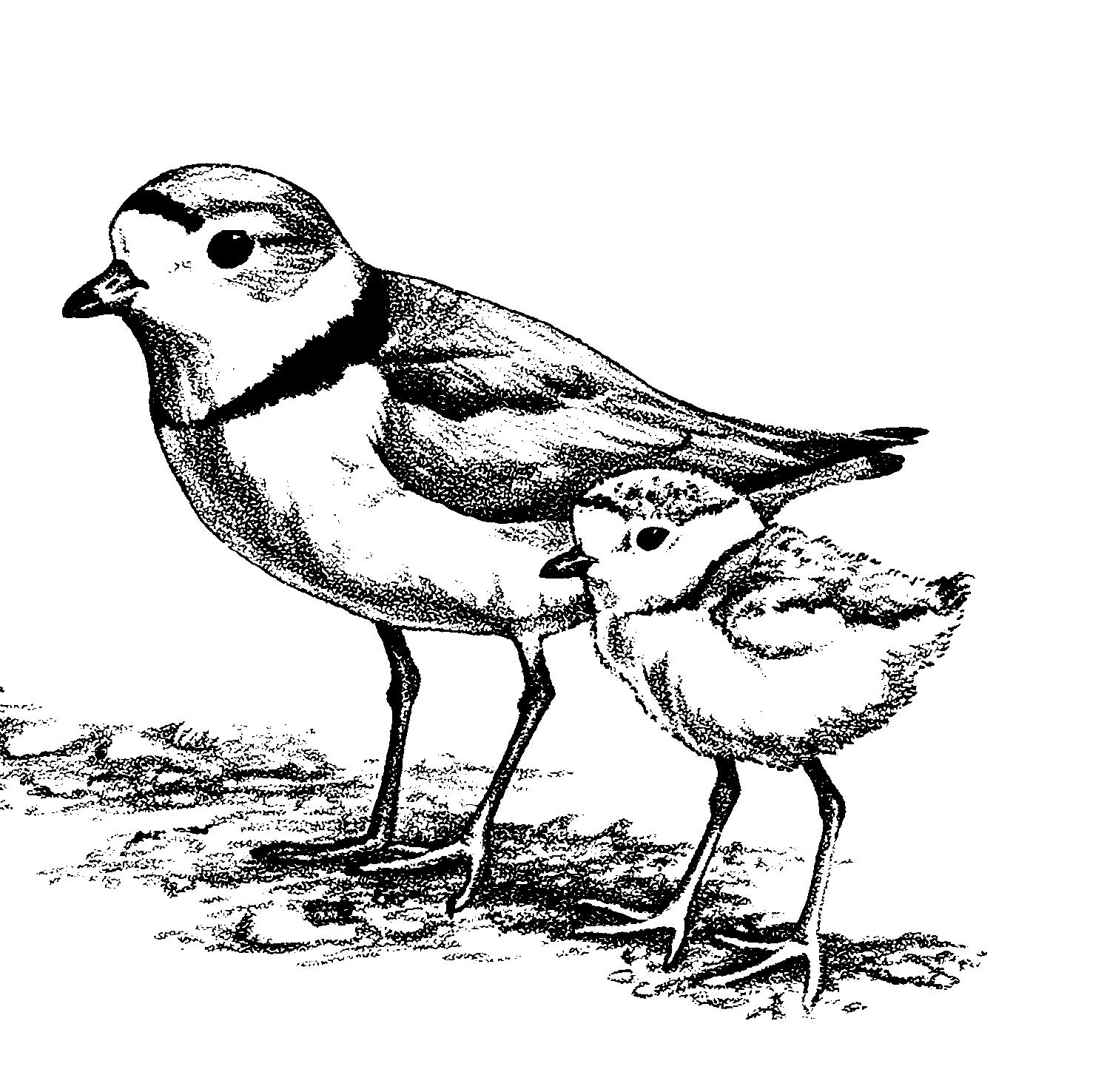 Piping Plover coloring #7, Download drawings