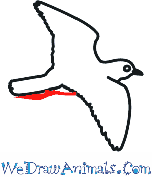 Piping Plover coloring #12, Download drawings