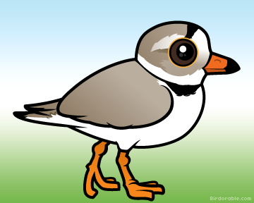 Piping Plover coloring #11, Download drawings