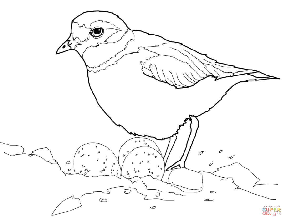 Piping Plover coloring #13, Download drawings
