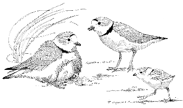 Piping Plover coloring #17, Download drawings