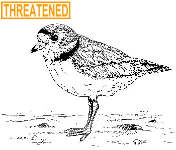 Piping Plover coloring #20, Download drawings