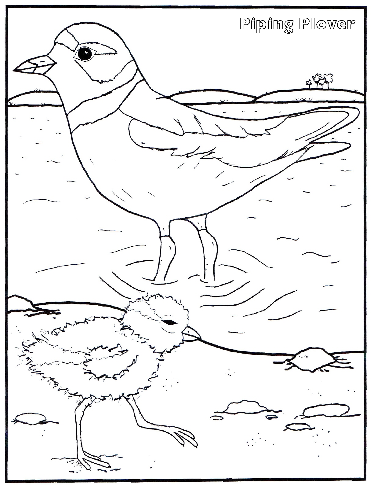 Piping Plover coloring #3, Download drawings