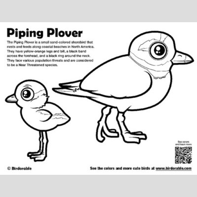 Piping Plover coloring #19, Download drawings