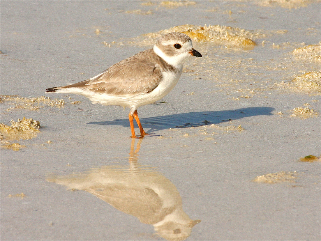 Piping Plover svg #3, Download drawings