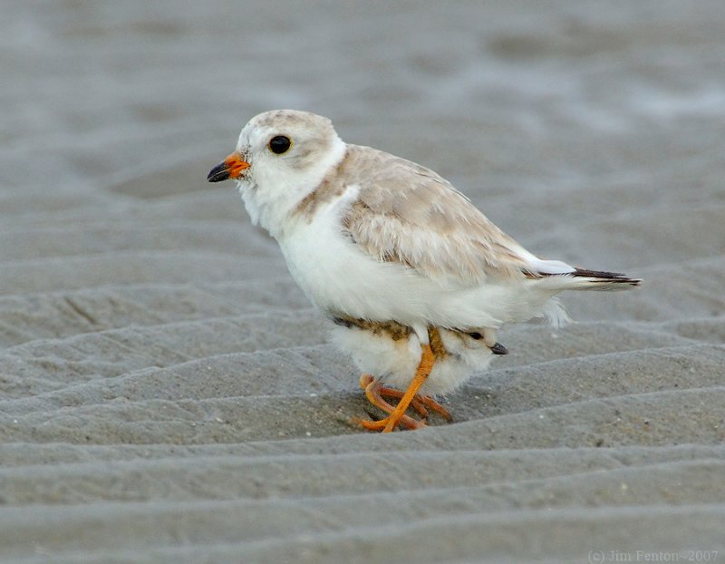 Piping Plover svg #6, Download drawings