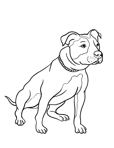 Pitbull coloring #19, Download drawings
