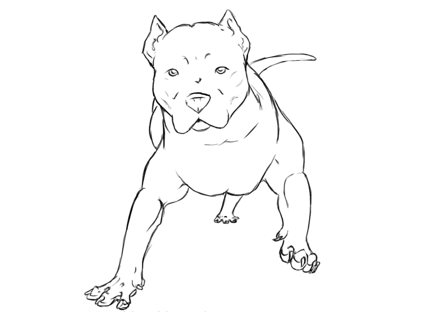 Pitbull coloring #8, Download drawings