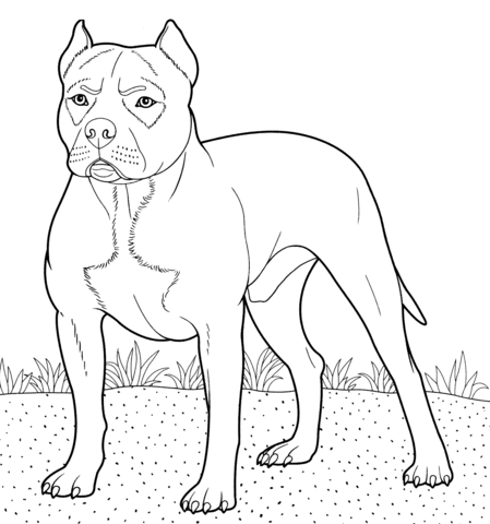 Pitbull coloring #17, Download drawings