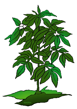 Plant clipart #19, Download drawings