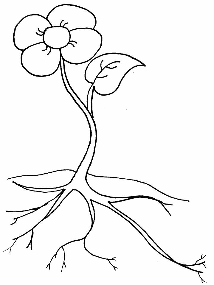 Plant coloring #2, Download drawings