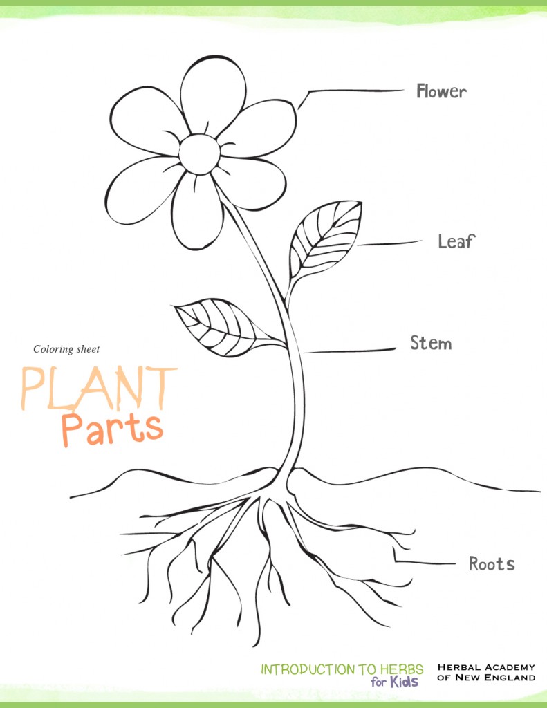 Plant coloring #16, Download drawings