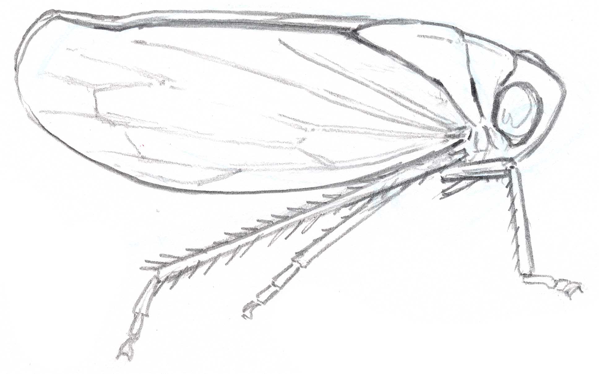 Planthopper coloring #15, Download drawings
