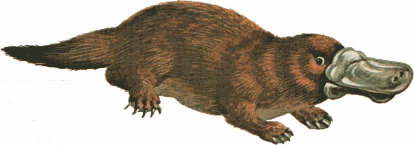 Platypus clipart #3, Download drawings