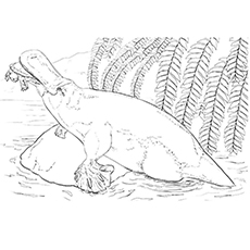 Platypus coloring #15, Download drawings