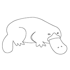 Platypus coloring #9, Download drawings