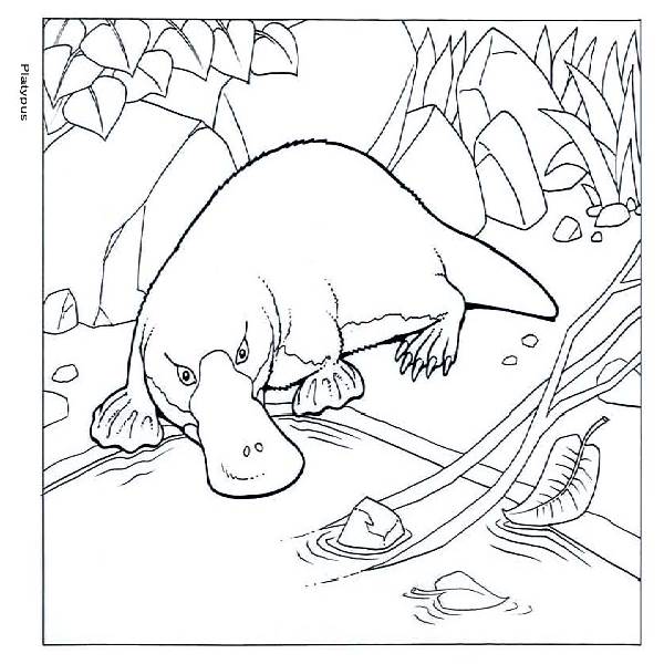 Platypus coloring #13, Download drawings
