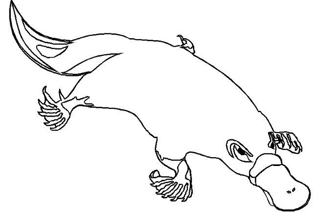 Platypus coloring #12, Download drawings