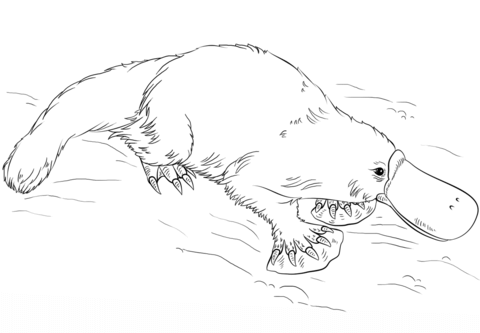 Platypus coloring #1, Download drawings