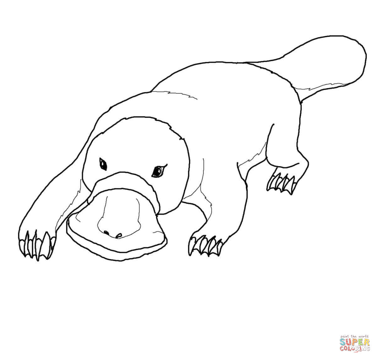 Platypus coloring #3, Download drawings