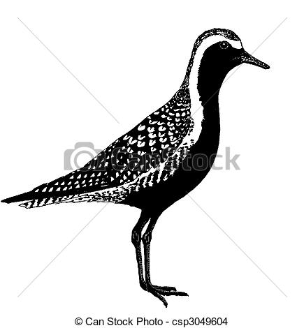 Plover clipart #9, Download drawings