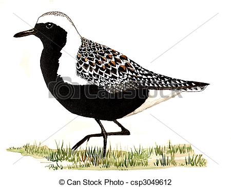 Plover clipart #6, Download drawings