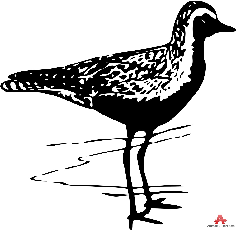 Plover clipart #1, Download drawings