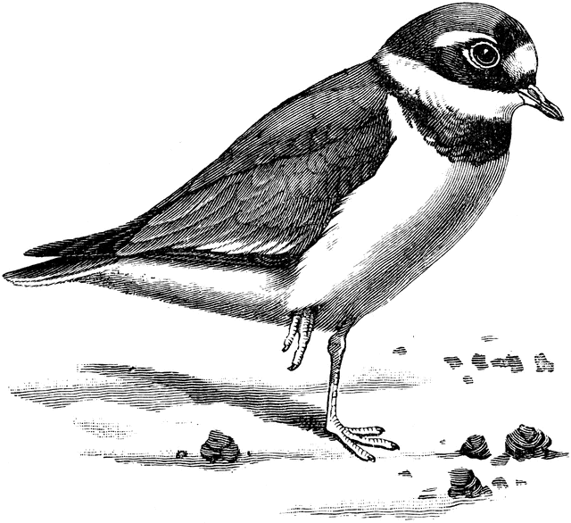 Plover clipart #2, Download drawings